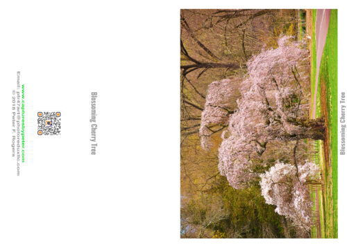 Blossoming Cherry Tree Note Cards