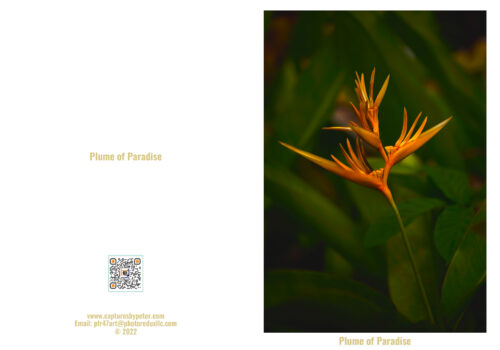 Plume of Paradise Note Card